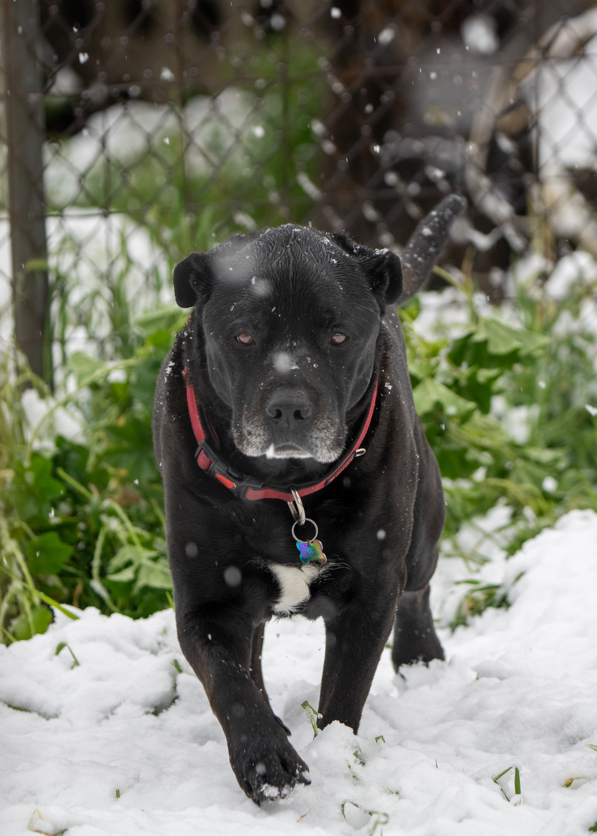 Furry Friends — Pet Photography